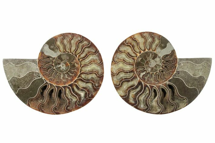 5.55" Cut & Polished, Agatized Ammonite Fossil - Madagascar